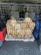 Golden Retriever Puppies for sale in Washington, UT, USA. price: $800