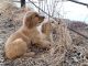 Golden Retriever Puppies for sale in Sedalia, CO 80135, USA. price: $1,500