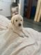Golden Retriever Puppies for sale in Kayad Rd, Ajmer, Rajasthan 305023, India. price: 20000 INR