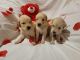 Golden Retriever Puppies for sale in Crowley, TX, USA. price: $1,100