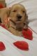 Golden Retriever Puppies for sale in Crowley, TX, USA. price: $1,300