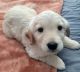 Golden Retriever Puppies for sale in Parker, CO, USA. price: $700