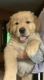 Golden Retriever Puppies for sale in Cranston, RI, USA. price: $119,500