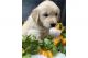 Golden Retriever Puppies for sale in Florida St, San Francisco, CA, USA. price: $350