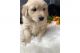 Golden Retriever Puppies for sale in Florida St, San Francisco, CA, USA. price: $320