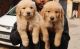 Golden Retriever Puppies for sale in New Delhi, Delhi, India. price: 18,000 INR