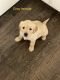 Golden Retriever Puppies for sale in Haleyville, AL 35565, USA. price: NA