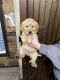 Golden Retriever Puppies for sale in Falkville, AL, USA. price: NA