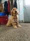 Golden Retriever Puppies for sale in Altamont, KS 67330, USA. price: $600