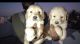 Golden Retriever Puppies for sale in Kammagondahalli, Jalahalli, Bengaluru, Karnataka 560015, India. price: 6000 INR