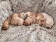 Golden Retriever Puppies for sale in Rhome, TX, USA. price: $1,200