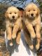 Golden Retriever Puppies for sale in Indore, Madhya Pradesh, India. price: 16,999 INR