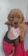 Golden Retriever Puppies for sale in Garden City, MO 64747, USA. price: NA