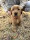 Golden Retriever Puppies for sale in Dayton, TN 37321, USA. price: $800