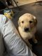 Golden Retriever Puppies for sale in Cincinnati, OH, USA. price: NA