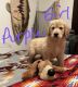Golden Retriever Puppies for sale in Selma, OR 97538, USA. price: NA