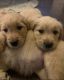 Golden Retriever Puppies for sale in Corona, CA 92880, USA. price: $1,500
