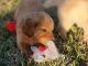 Golden Retriever Puppies for sale in Laurel, MS, USA. price: NA