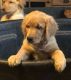 Golden Retriever Puppies for sale in Franklin, TN, USA. price: $1,300
