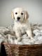 Golden Retriever Puppies for sale in 2541 W 2725 N, Ogden, UT 84404, USA. price: $800