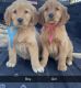 Golden Retriever Puppies for sale in Upton, KY 42784, USA. price: $500