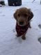 Golden Retriever Puppies for sale in Columbus, IN, USA. price: $300