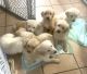 Golden Retriever Puppies for sale in Marion, IA, USA. price: $500