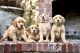 Golden Retriever Puppies for sale in Andalusia, AL 36421, USA. price: NA