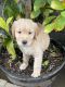 Golden Retriever Puppies for sale in Redding, CA, USA. price: $1,000