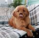 Golden Retriever Puppies for sale in Los Angeles, CA, USA. price: $600