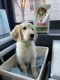 Golden Retriever Puppies for sale in East Village, New York, NY, USA. price: NA