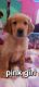 Golden Retriever Puppies for sale in Louisville, KY, USA. price: $1,200
