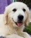 Golden Retriever Puppies for sale in Russellville, AL, USA. price: $450