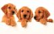 Golden Retriever Puppies for sale in Boca Raton, FL, USA. price: $3,500