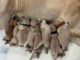 Golden Retriever Puppies for sale in Kapolei, HI, USA. price: $3,000