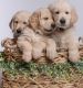 Golden Retriever Puppies for sale in Montreal, QC, Canada. price: NA