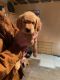 Golden Retriever Puppies for sale in Cadillac, MI 49601, USA. price: NA