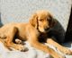 Golden Retriever Puppies for sale in New Delhi, Delhi, India. price: 15000 INR