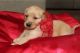 Golden Retriever Puppies for sale in Bakersfield, CA, USA. price: $1,200