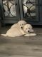 Golden Retriever Puppies for sale in Sacramento, CA, USA. price: $500
