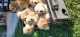 Golden Retriever Puppies for sale in Fort Lauderdale, FL, USA. price: $1,800