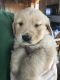 Golden Retriever Puppies for sale in Waterford, ME 04088, USA. price: $1,400