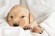 Golden Retriever Puppies for sale in Hillsboro, OR, USA. price: $1,800