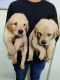 Golden Retriever Puppies for sale in Vijayawada, Andhra Pradesh, India. price: 15000 INR