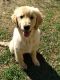 Golden Retriever Puppies for sale in Georgetown, TX, USA. price: $1,200