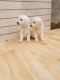 Golden Retriever Puppies for sale in Dalton, GA, USA. price: $750