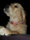 Golden Retriever Puppies for sale in San Marcos, CA, USA. price: $700