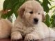 Golden Retriever Puppies for sale in Pune, Maharashtra, India. price: 25000 INR