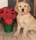 Golden Retriever Puppies for sale in Adelphi, MD, USA. price: $400