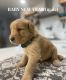 Golden Retriever Puppies for sale in Placerville, CA 95667, USA. price: NA
